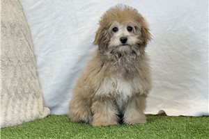 Alexis - Bich-Poo - Bichpoo for sale