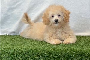 Bella - Bich-Poo - Bichpoo for sale