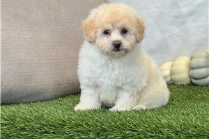 Fern - Bich-Poo for sale