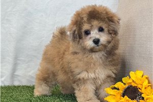 Fiona - Bich-Poo for sale