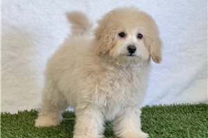 Maude - puppy for sale