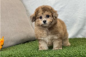 Fiona - Bich-Poo for sale