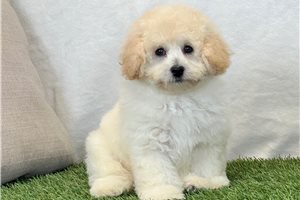 Finley - Bich-Poo for sale