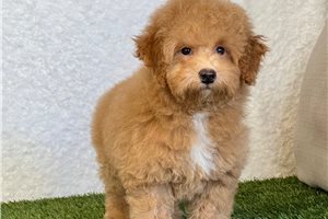 Arthur - Bich-Poo - Bichpoo for sale