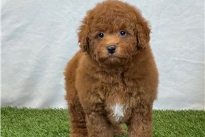 Hunter - Bich-Poo - Bichpoo for sale