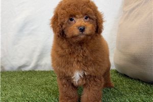 Hunter - Bich-Poo for sale