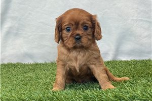 Georgia - Cavalier King Charles Spaniel for sale