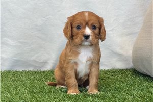 Gracie - puppy for sale