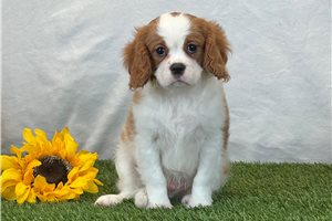 Gyro - Cavalier King Charles Spaniel for sale