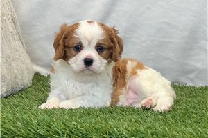 Gyro - puppy for sale