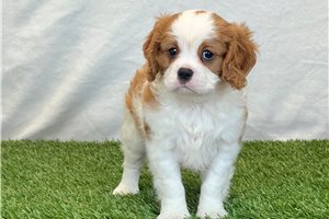 Gyro - Cavalier King Charles Spaniel for sale