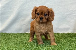 Georgia - Cavalier King Charles Spaniel for sale