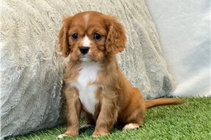Gracie - Cavalier King Charles Spaniel for sale