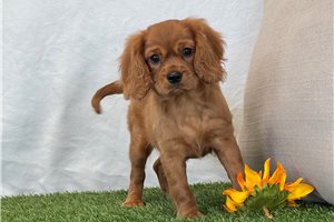 Eliza - puppy for sale