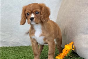 Elisha - Cavalier King Charles Spaniel for sale