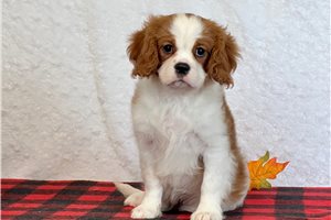 Gyro - Cavalier King Charles Spaniel for sale
