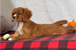Elisha - Cavalier King Charles Spaniel for sale