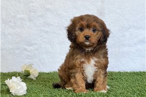 Monica - puppy for sale