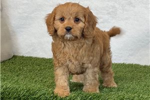Rags - puppy for sale