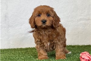 Adeline - puppy for sale