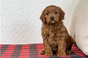 Gohan - Cavapoo for sale