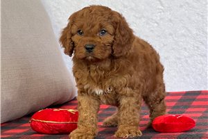 Ethan - puppy for sale