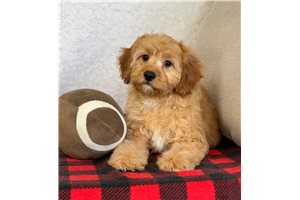 Jacks - Cavapoo for sale
