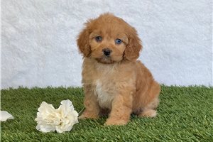 Plum - puppy for sale