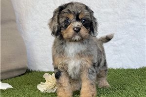 Polly - puppy for sale