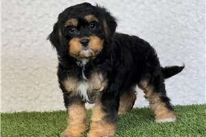 Whitley - puppy for sale