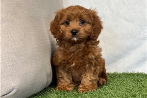 Allison - puppy for sale