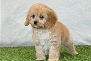 Evelyn - Cavapoo for sale