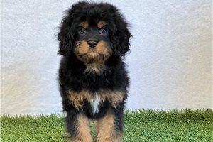 Pippa - puppy for sale