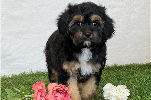 Tucson - puppy for sale