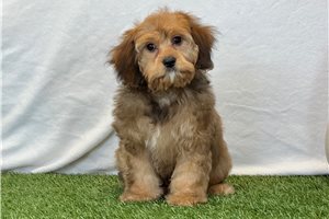 Esteban - Cavapoo for sale