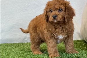 Ethan - Cavapoo for sale