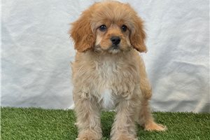 Ezra - Cavapoo for sale