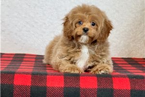 Dillon - Cavapoo for sale