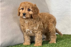 Rainier - puppy for sale