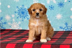 Erica - puppy for sale