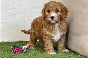 Racer - puppy for sale