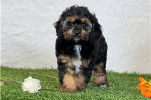 Trace - Cavapoo for sale