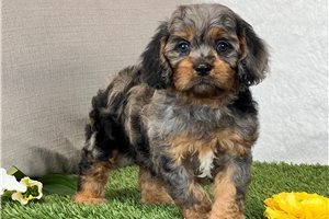 Cavapoo Puppies for Sale | Cavadoodles Near Me | Pawrade.com