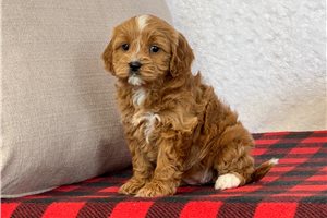 Ginger - puppy for sale