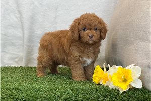 Frazier - puppy for sale