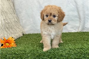 Faren - puppy for sale