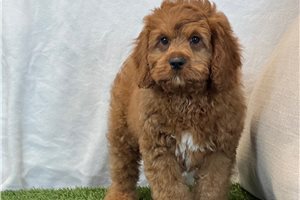 Ethan - Cavapoo for sale