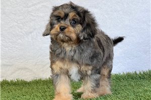 Pauly - Cavapoo for sale