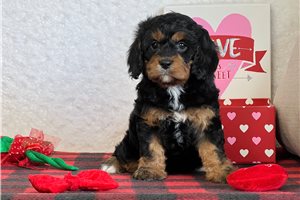 Emma - puppy for sale
