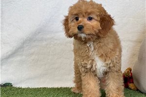 Kelly - Cavapoo for sale